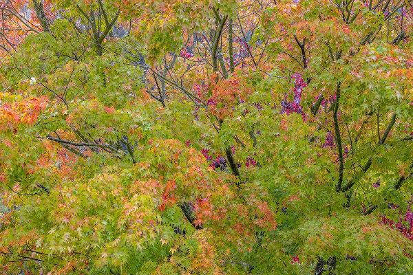 Jaynes Gallery 아티스트의 USA-Washington State-Seabeck Japanese maple tree in autumn작품입니다.